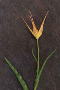 Brief History of Tulips Image